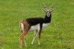 Blackbuck