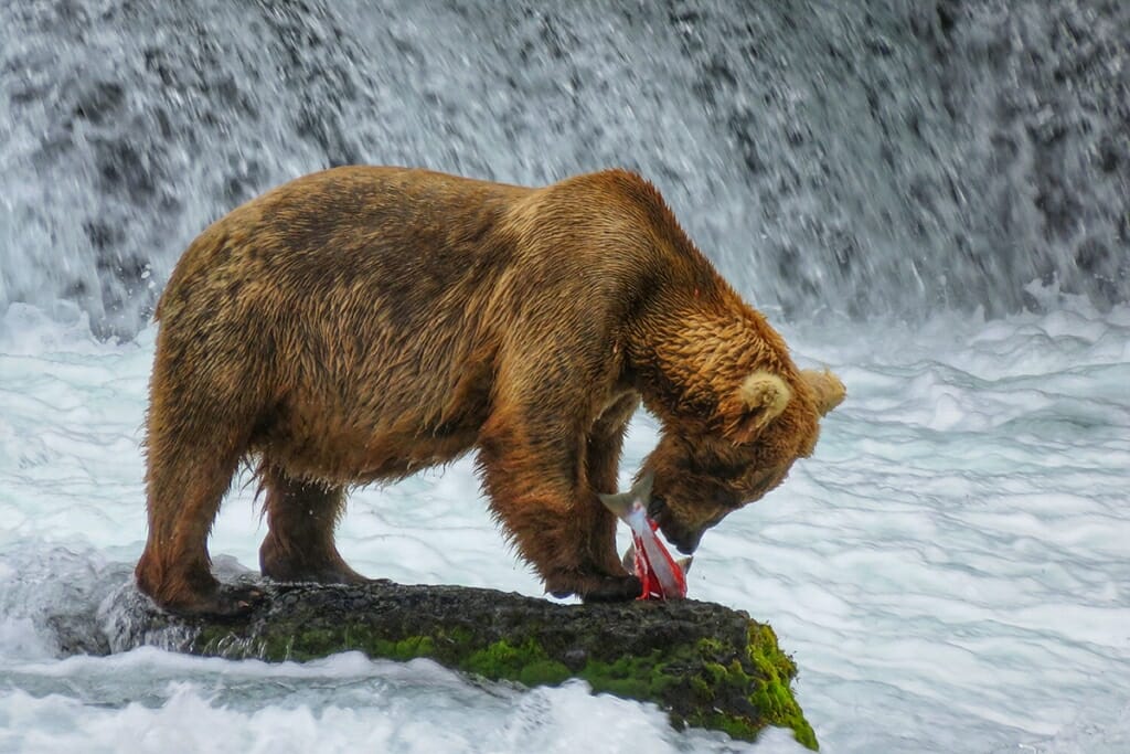 Katmai bear