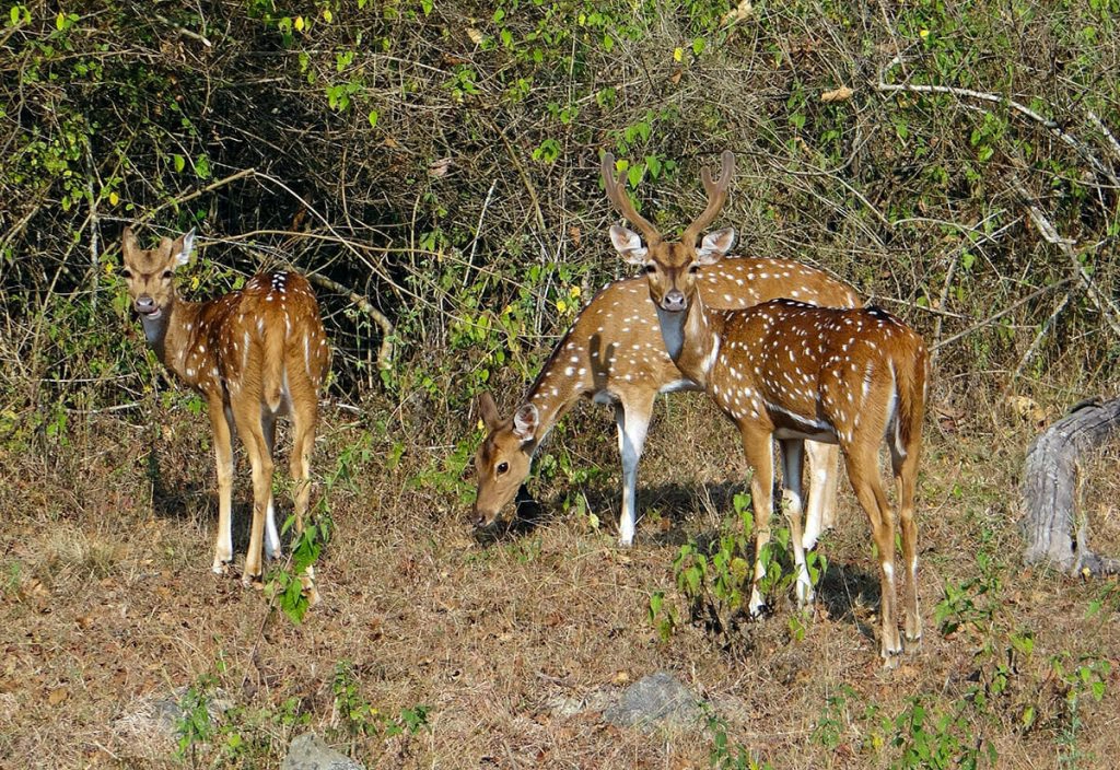 Chital in Phibsoo Wildlife Sanctuary