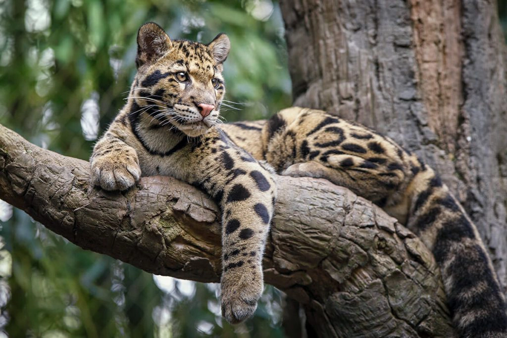 Bhutan wildlife - clouded leopard