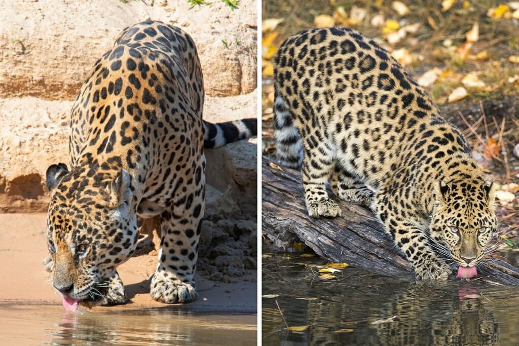 leopard vs jaguar - head