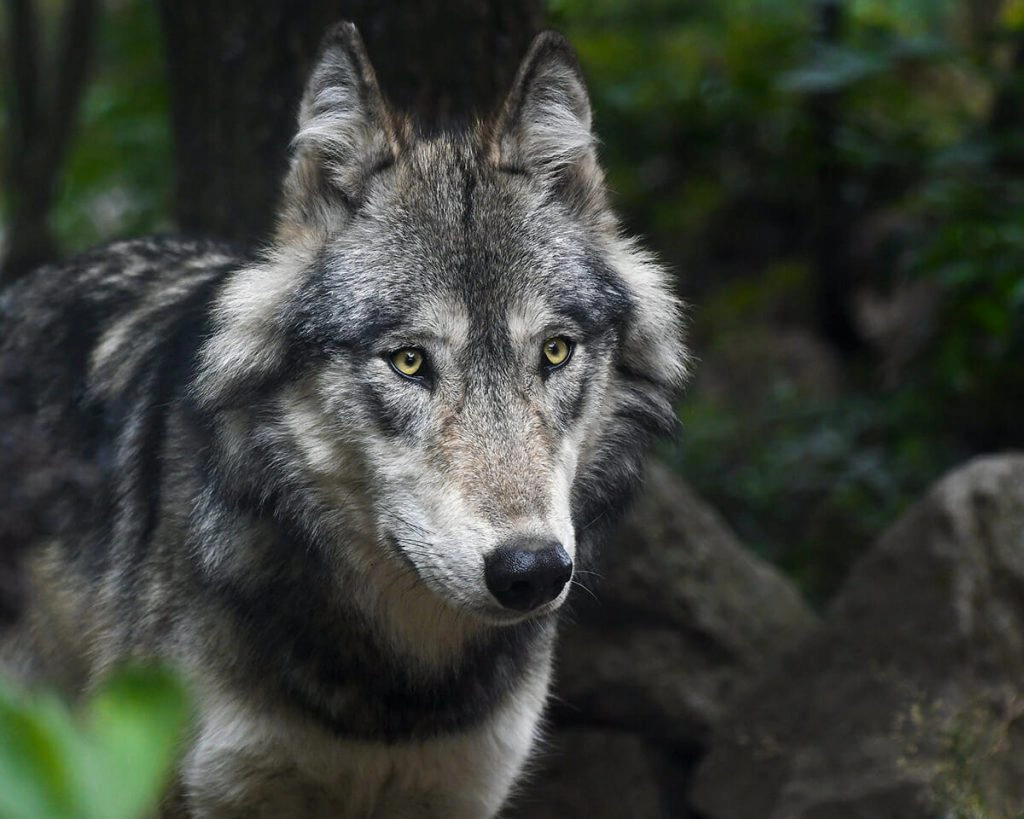 Wildlife in Bhutan - Grey wolf