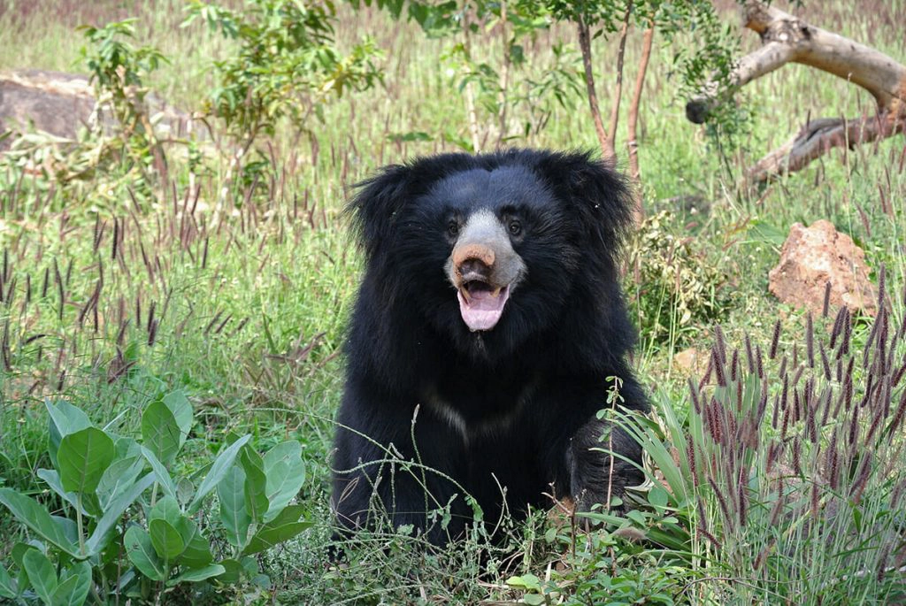 Sloth bear - Bhutan wildlife