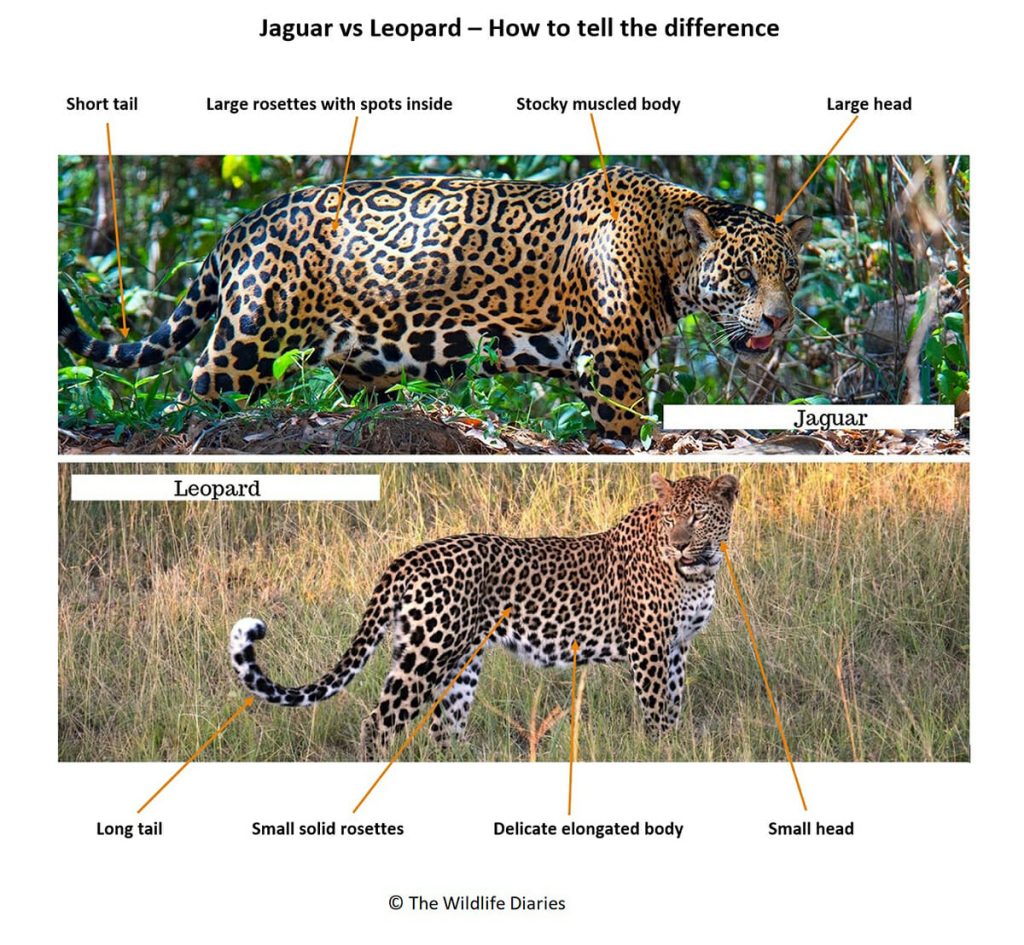 how to tell the difference between jaguar and leopard
