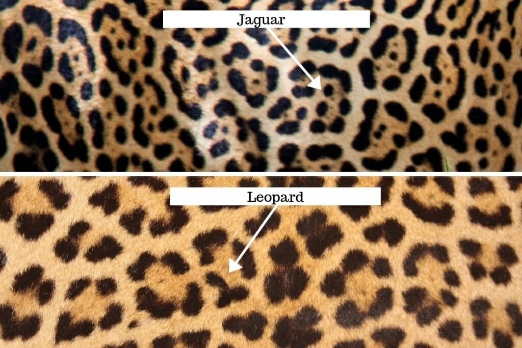 Leopard vs Jaguar coat