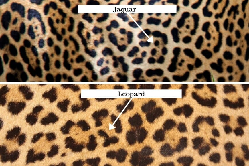 Jaguar vs Leopard Discover How to Tell the Two Cats Apart