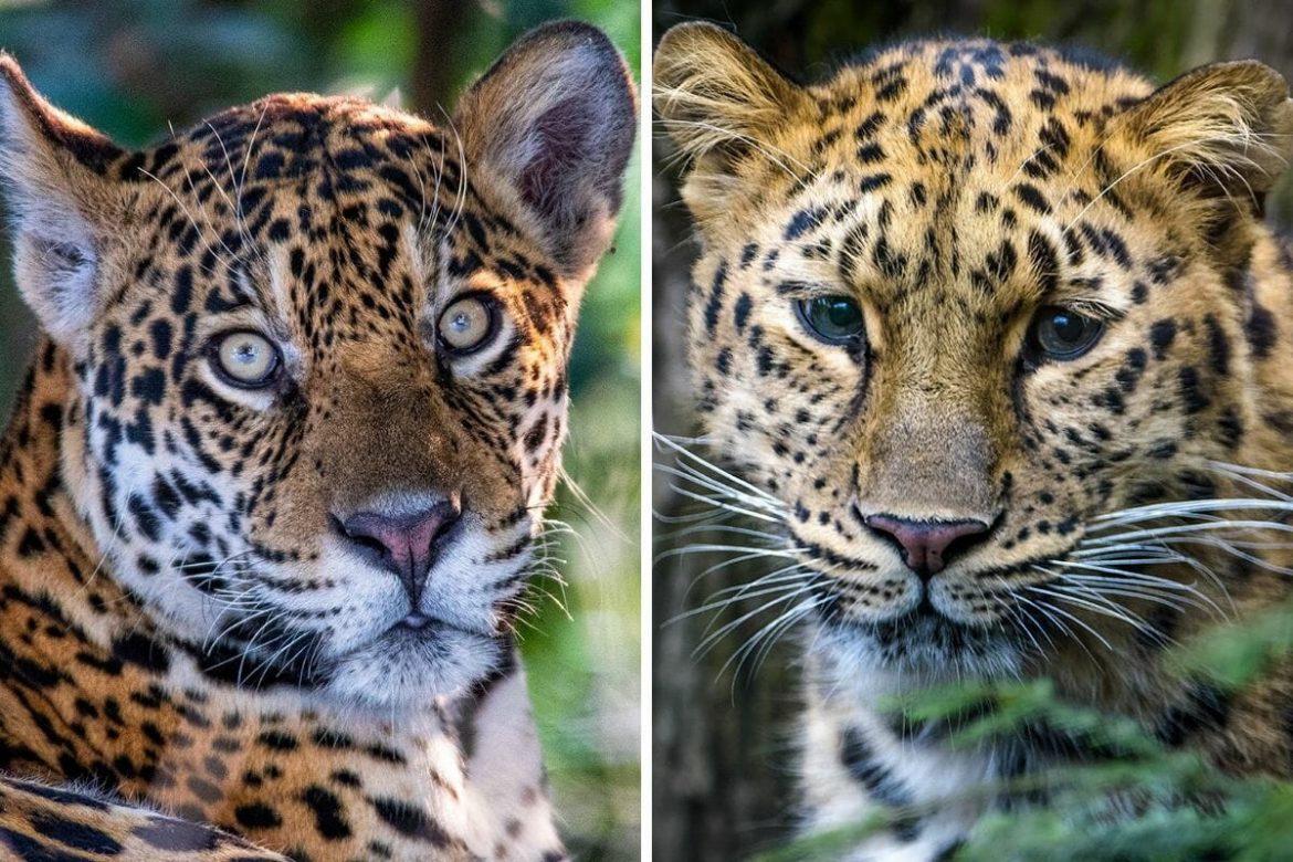 Jaguar vs Leopard - How to tell the two cats apart -