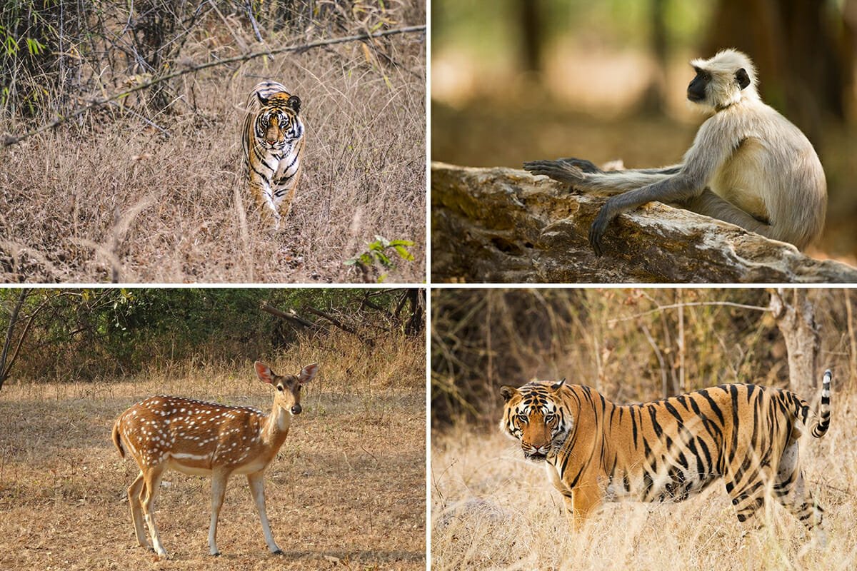 Ranthambore National Park Safari, India -