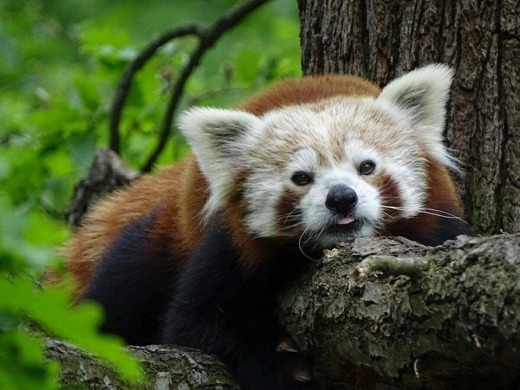 Red panda snoozing