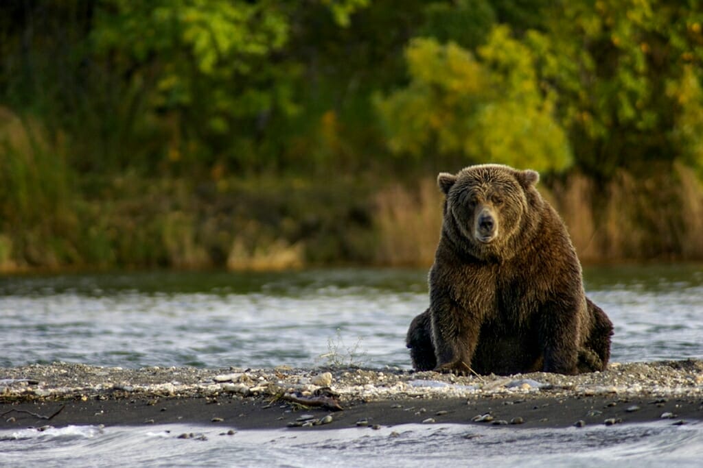 Bear watching in Katmai National Park, Alaska