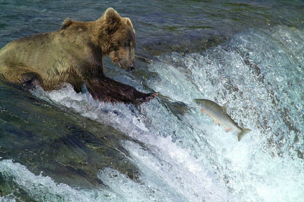 Bears in the wild - bear catching fish at Brooks Falls in Katmai National Park