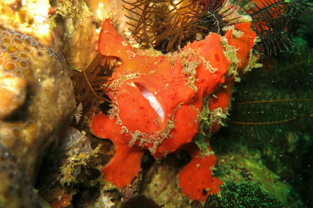 Divign in the Philippines - Frogfish 
