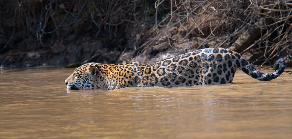 jaguar swimming in the Pantanal
