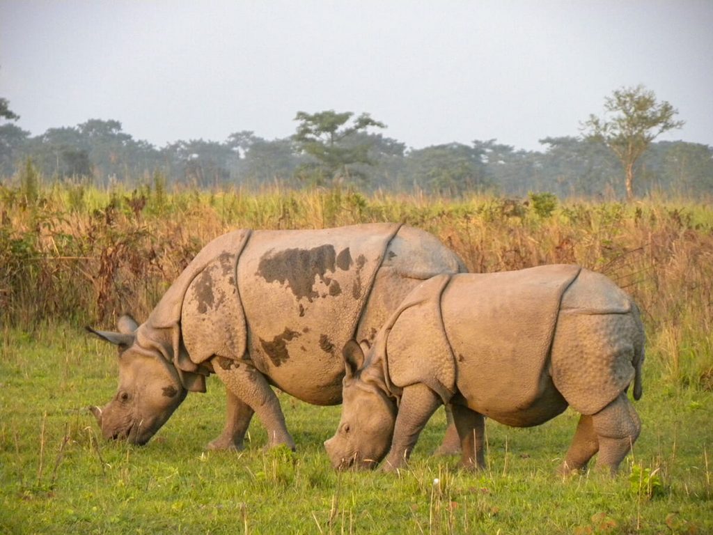 Bhutan wildlife - One-horned rhino