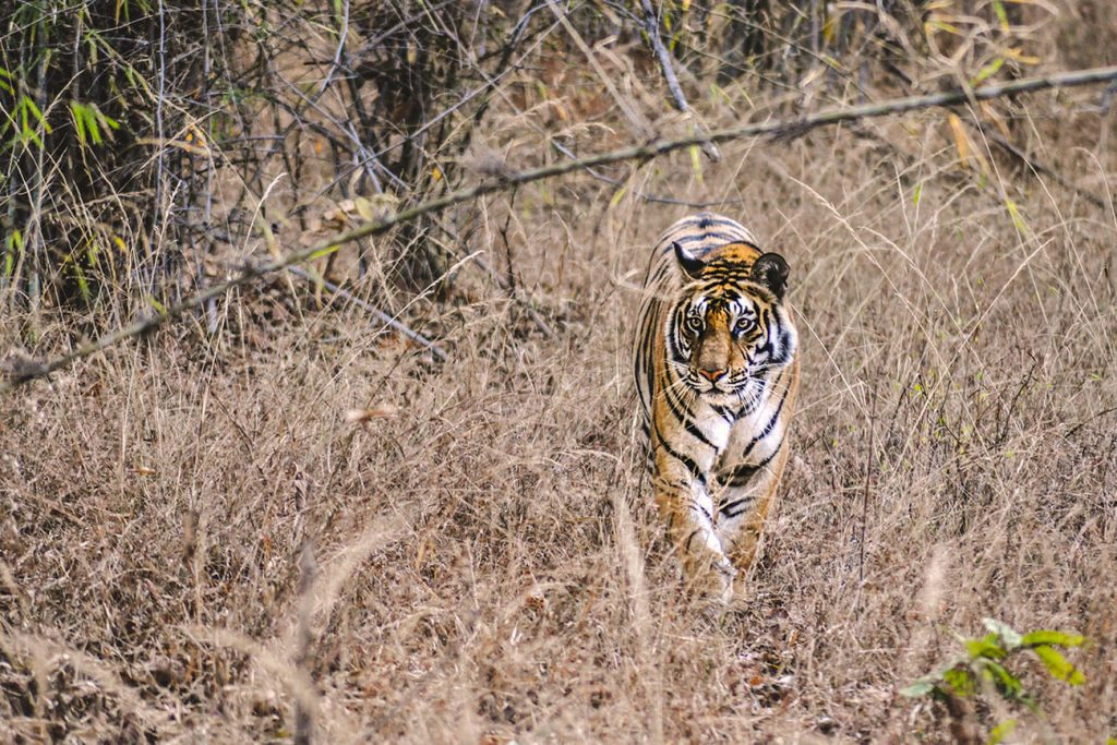 Ranthambore National Park safari - tigress