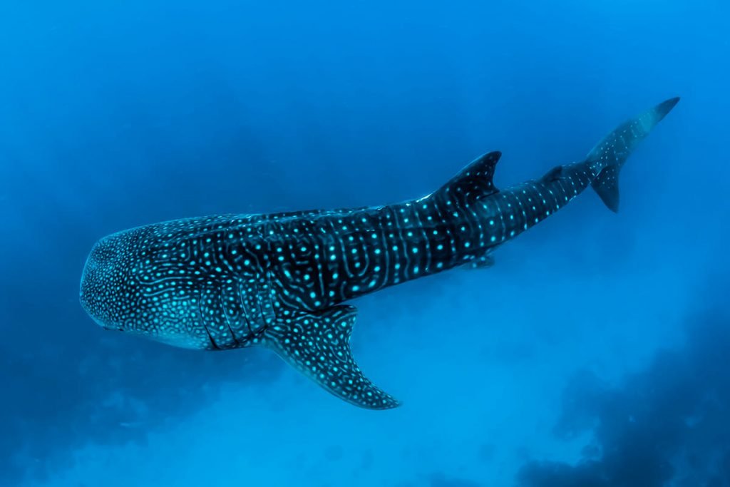 Diving Philippines - Whale shark
