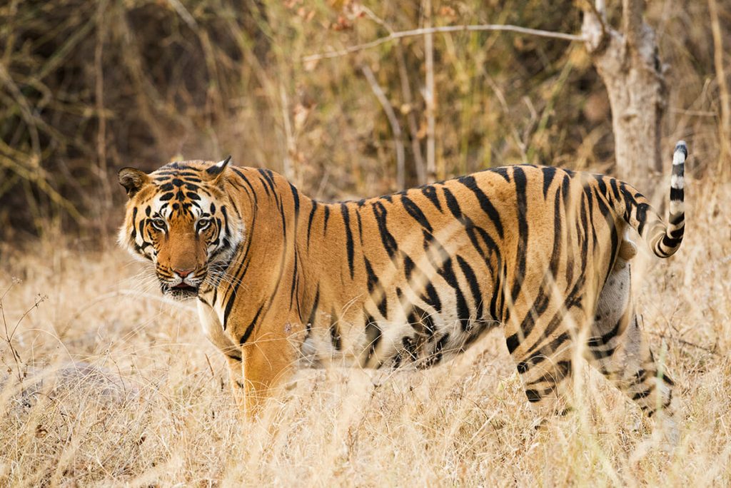 Male Bengal tiger