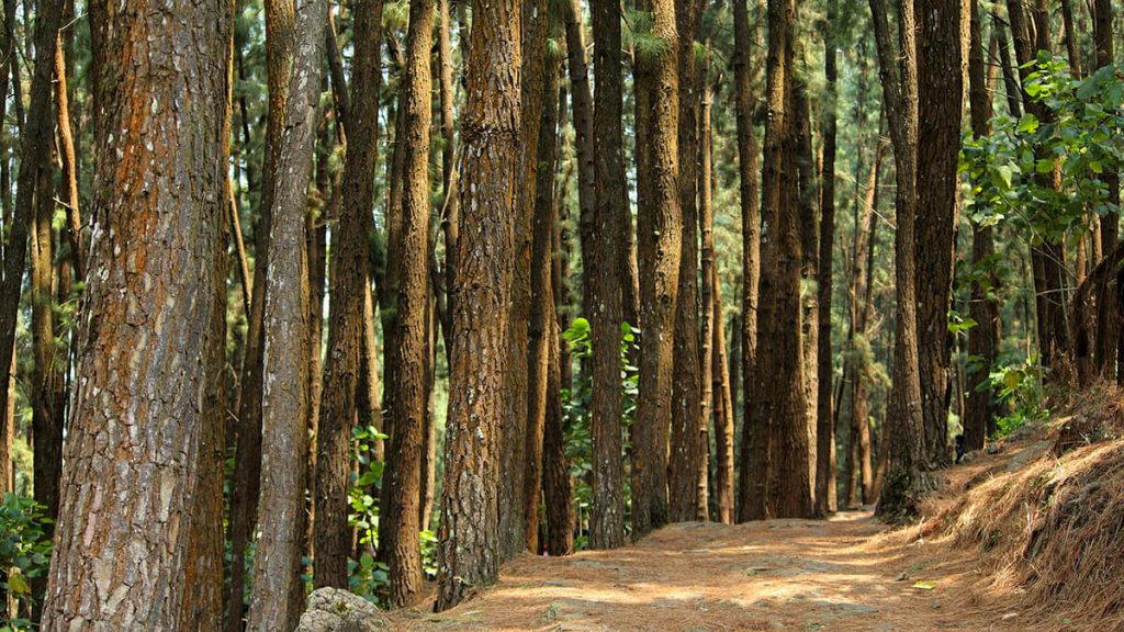 woodland India