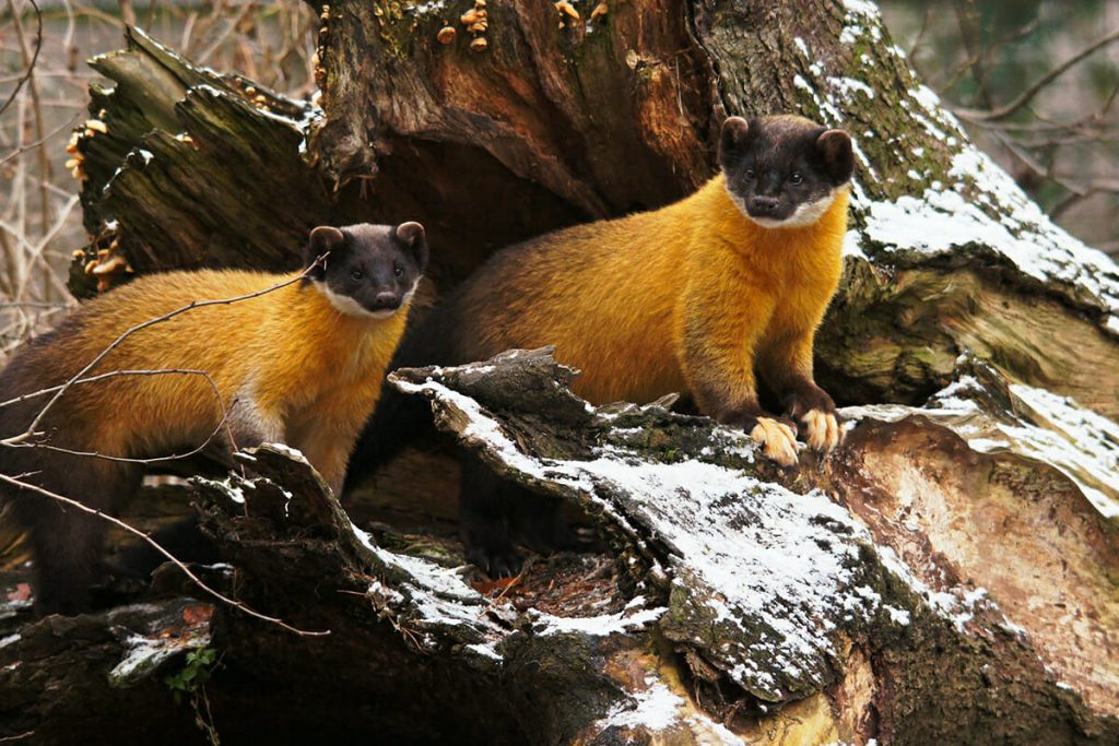 15 Amazing Bhutan Animals and all 10 of the Kingdom's National Parks