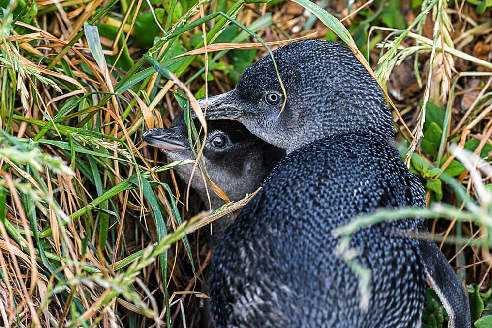 Penguins Philip Island