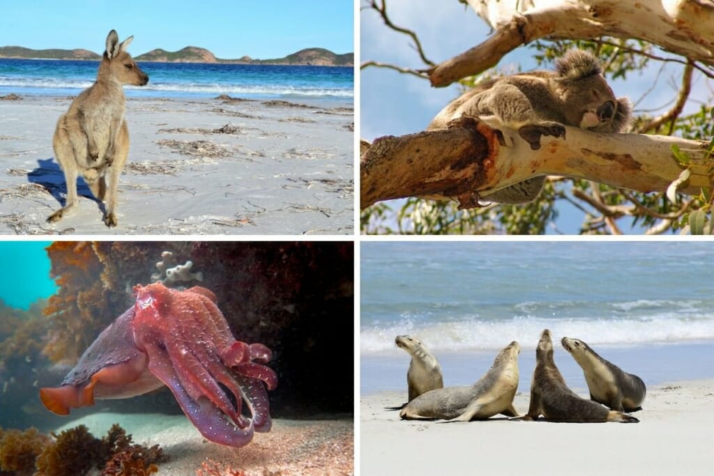 Top 10 Wildlife Destinations in Australia