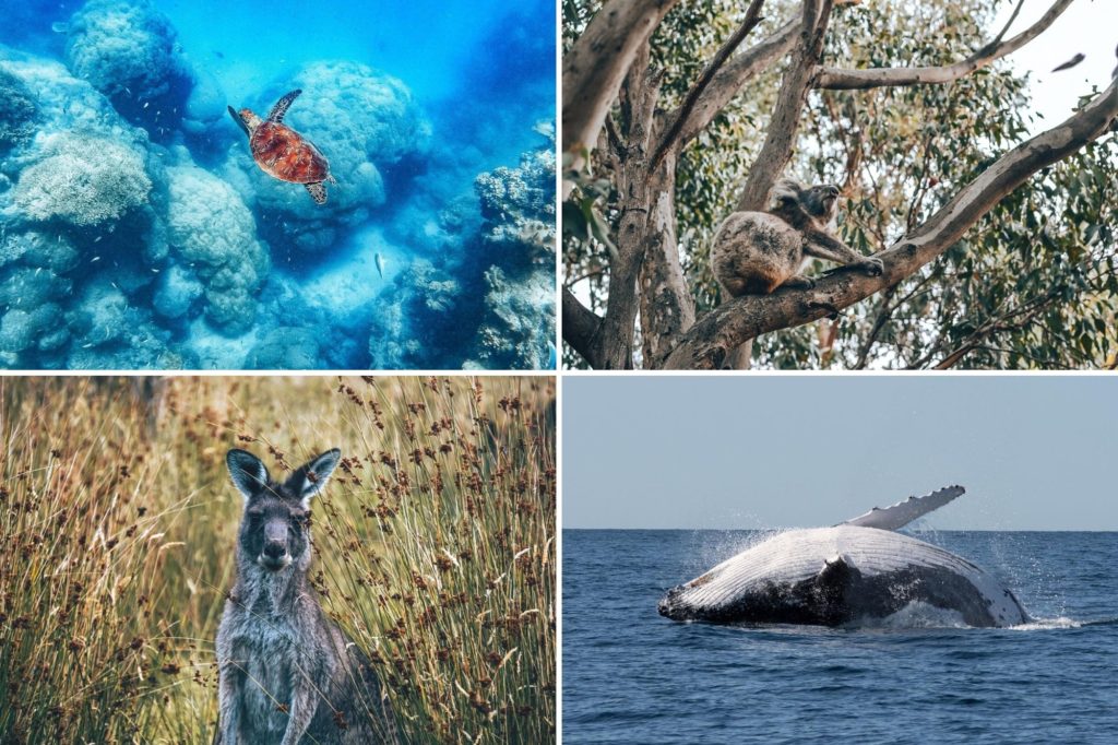Best places to see wildlife in Queensland