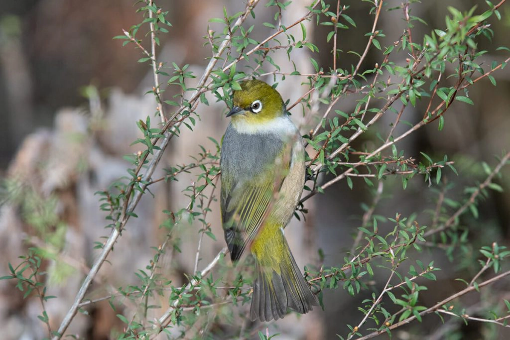 Silvereye on Lake Rotorua