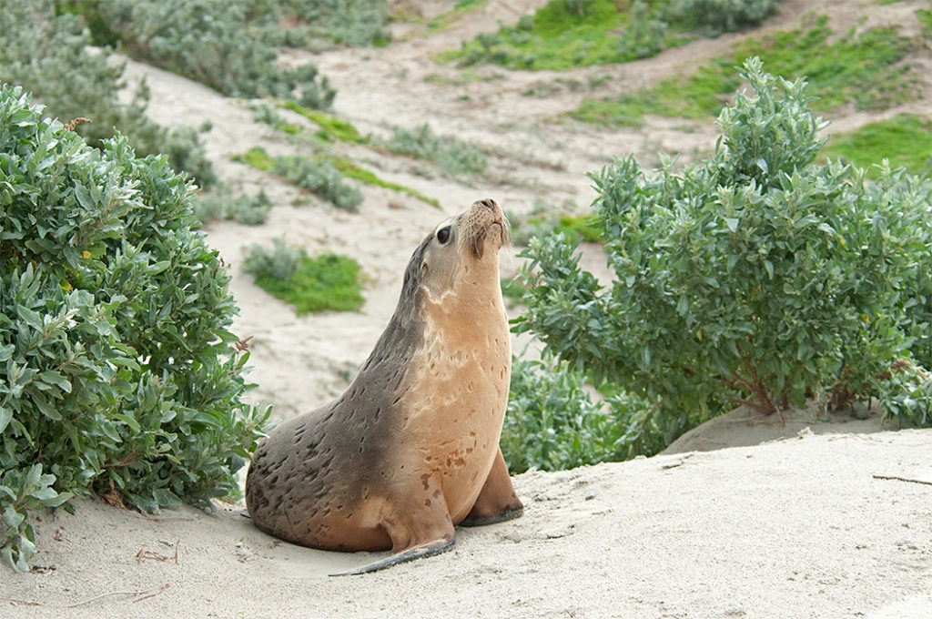 Kangaroo Island sea lion