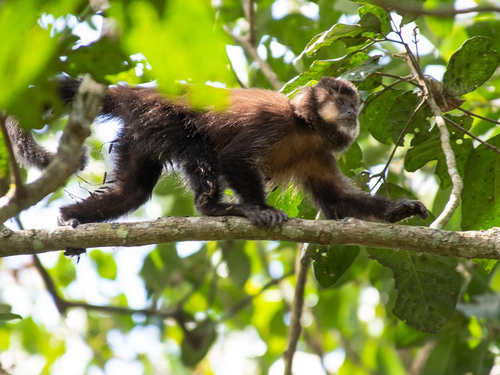 Black capuchin monkey Iguazu Falls