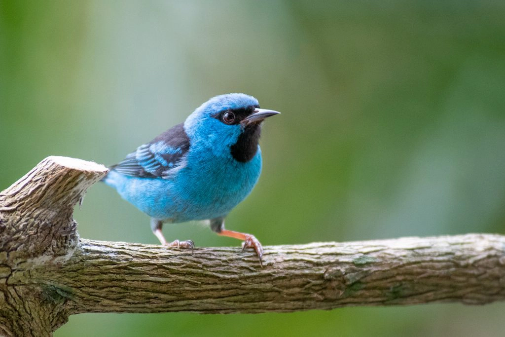 Blue dacnis brazil