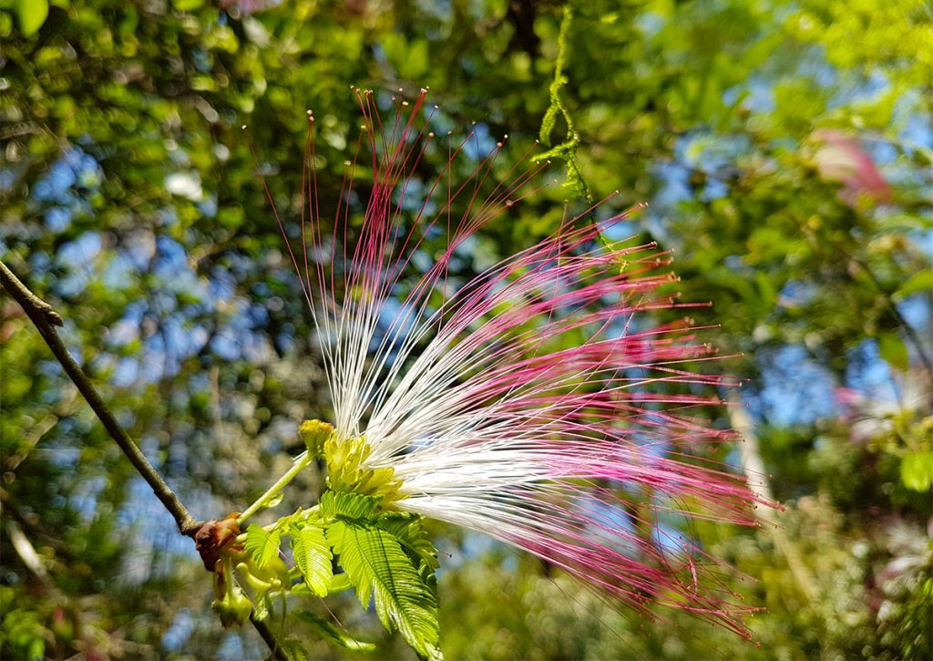 Flowering tree at Iguazu Falls