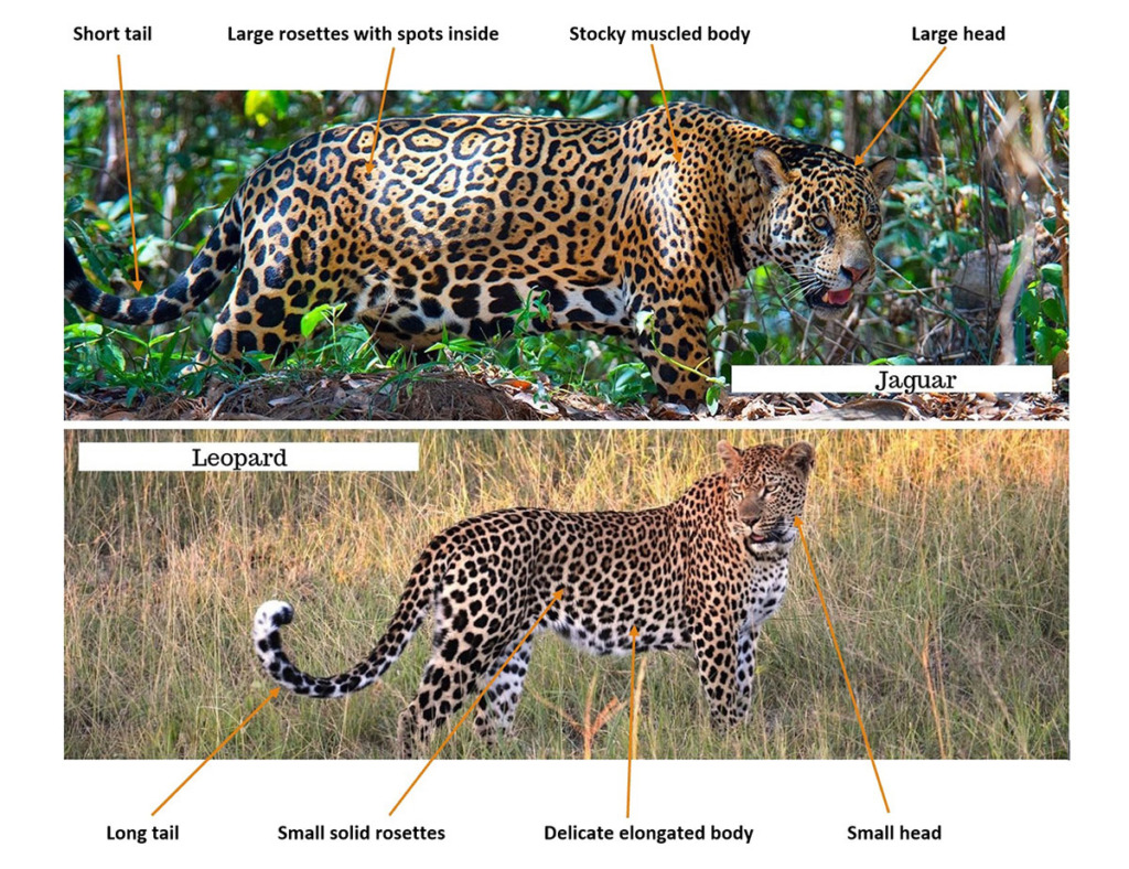 Jaguar vs leopard - learn to tell the difference