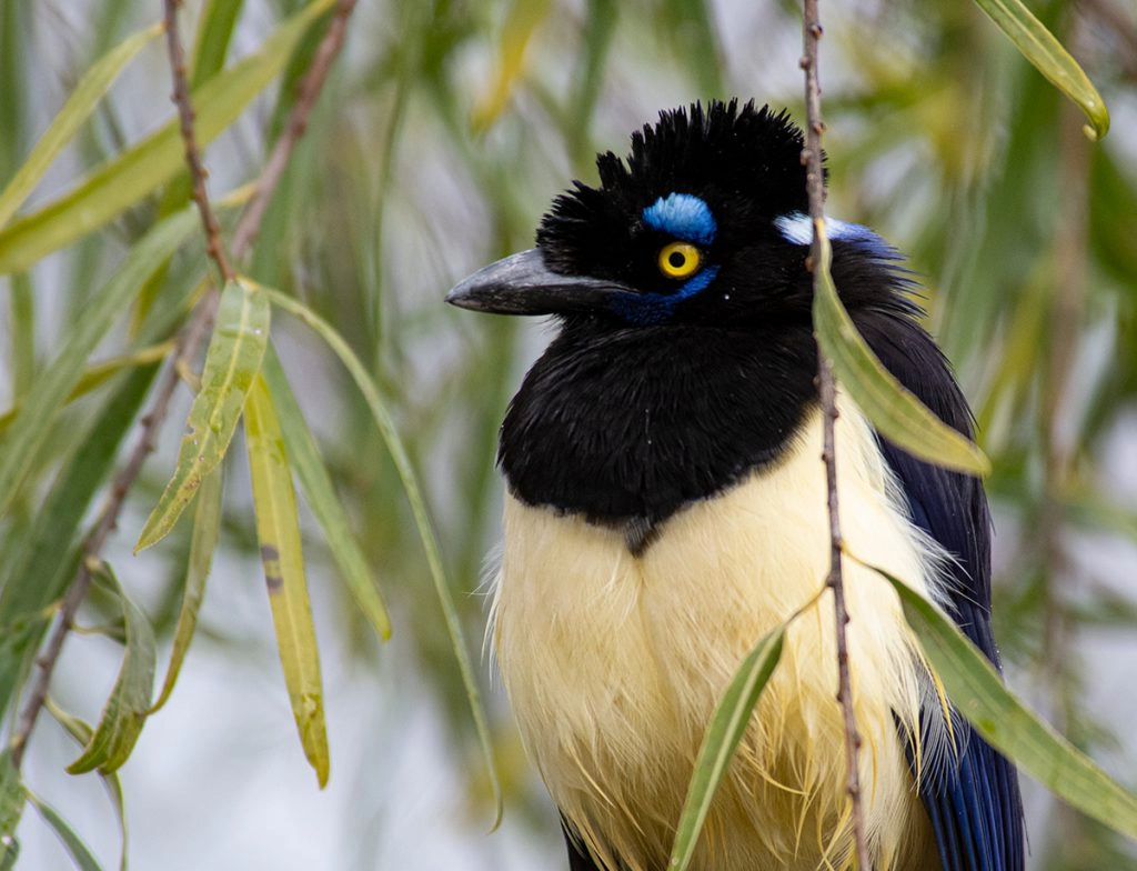 Plush-crested jay