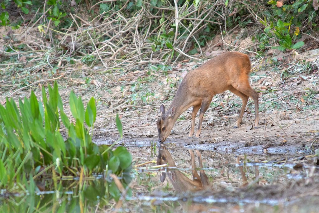 Wildlife of Iguazu Falls - Red brocket deer