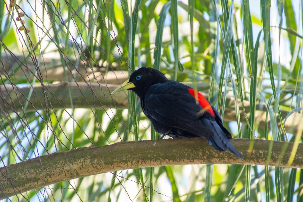Red-rumped cacique at Iguazu Falls