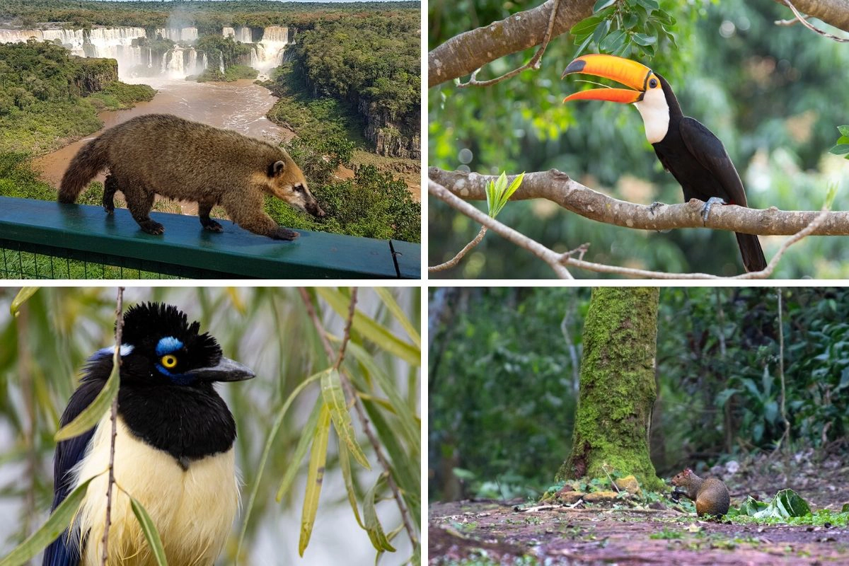 Wildlife of Iguazu Falls