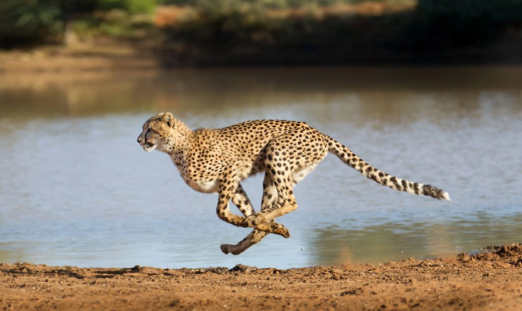 Cheetah - wild cats of Africa