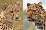 Cheetah vs Leopard - How to tell the two cats apart