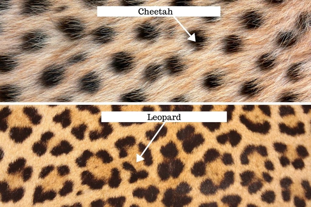 cheetah vs leopard print