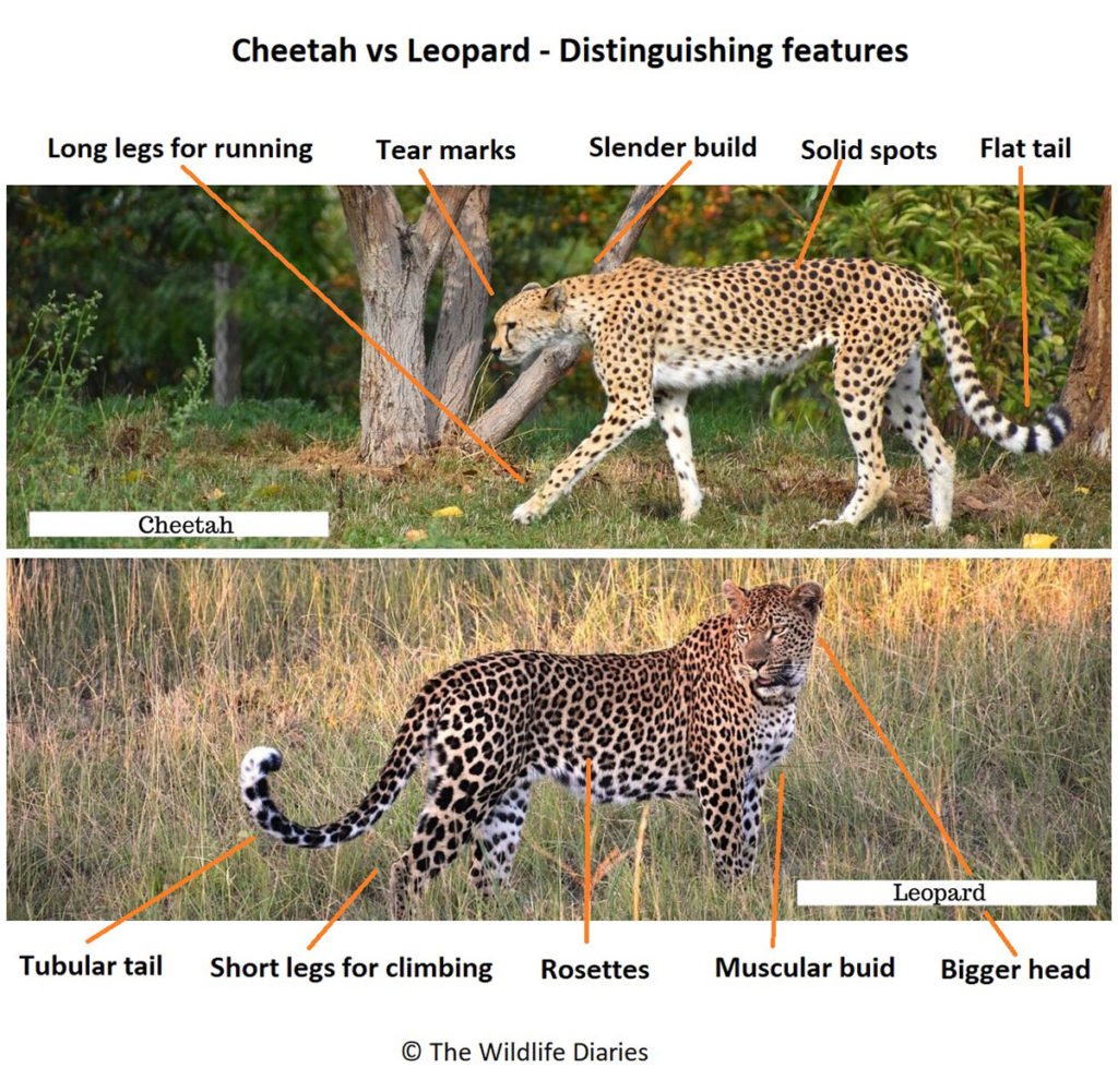 Cheetah vs Leopard - Distinguishing features