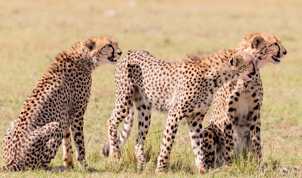 Coalition of cheetahs