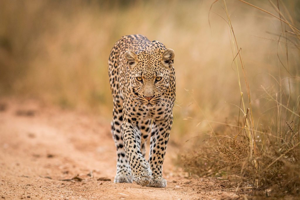 African leopard - watching animals in the wild