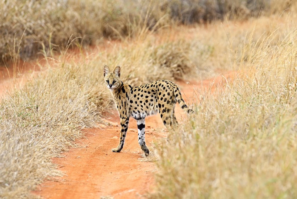 all types of wild cats: Serval