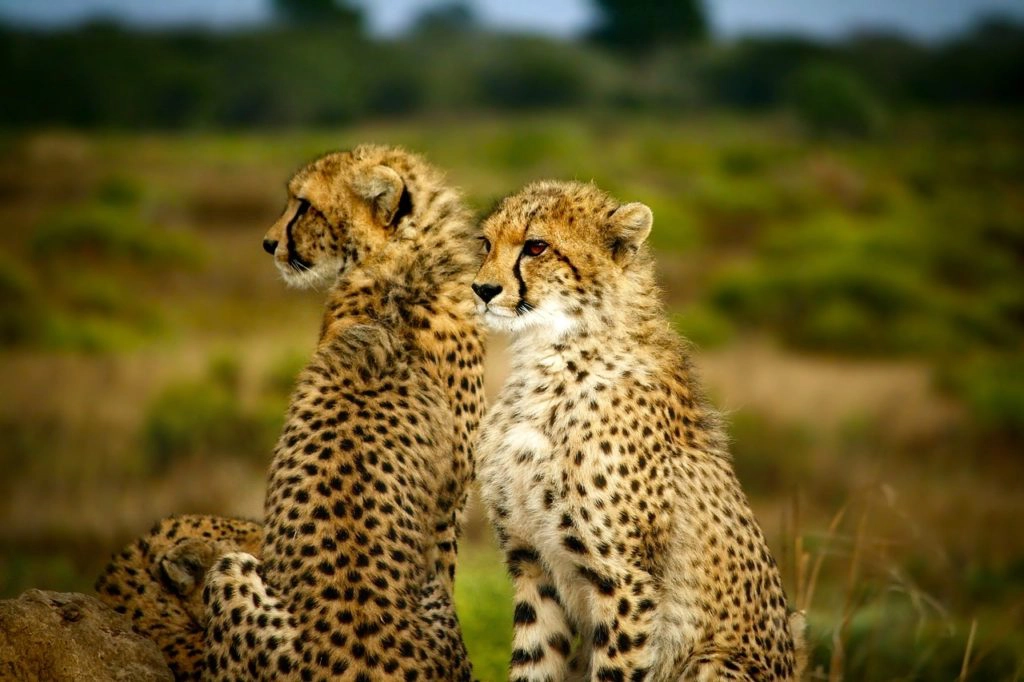 fastest wild cats - heetahs
