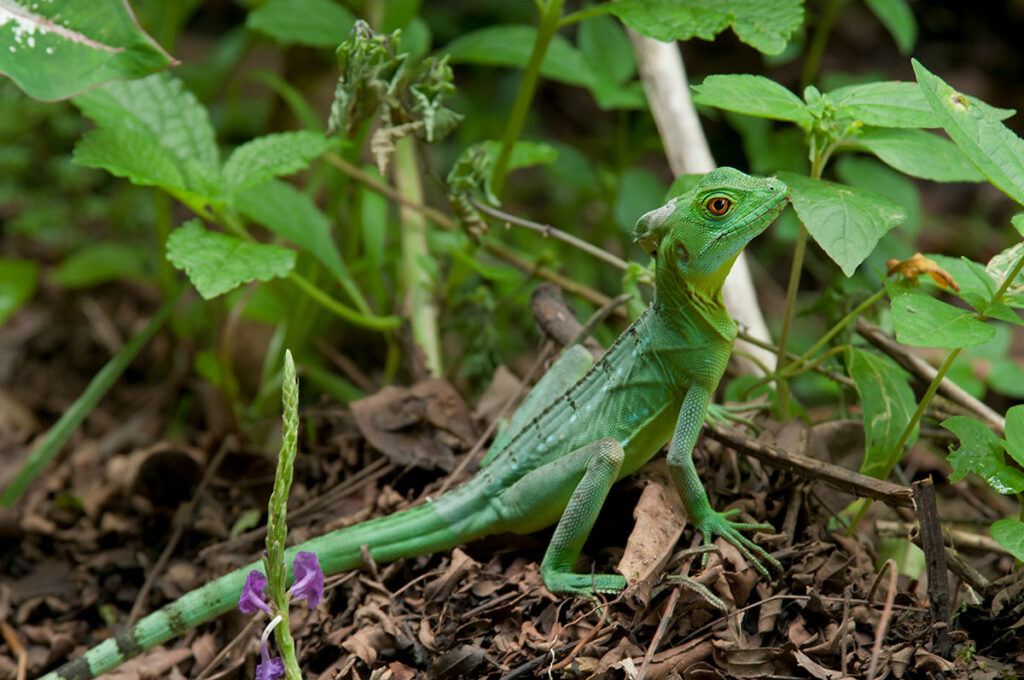 Green iguana at Tirimbina