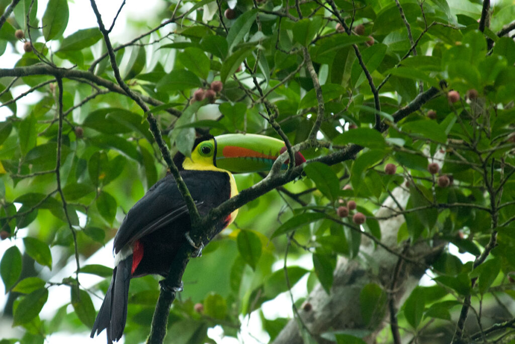 Keel-billed toucan at Tirimbina