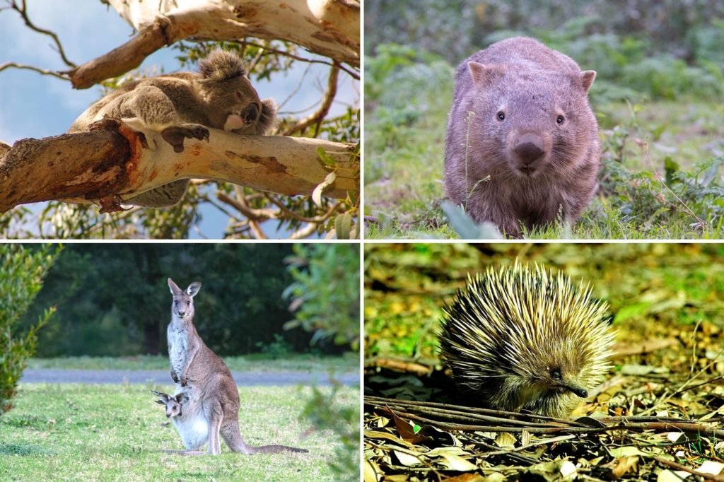 Where to see wildlife in Sydney