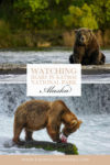 Watching Bears in Katmai National park