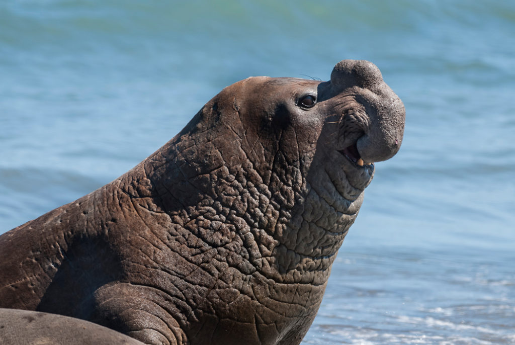 wildlife holiday in south america - elephant seal