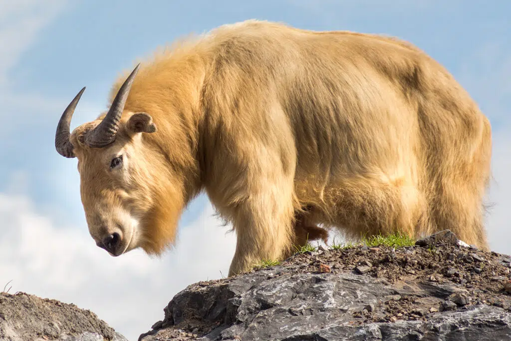 Golden takin - national animal of bhutan